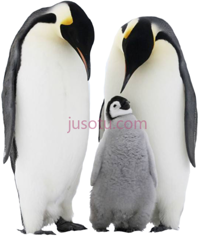 企鹅,penguin  8 plus PNG