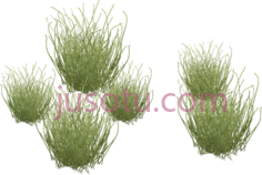 沙漠植物PNG