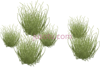 沙漠植物,desert plants PNG
