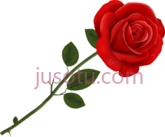 玫瑰PNG