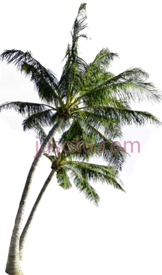 椰子树木PNG