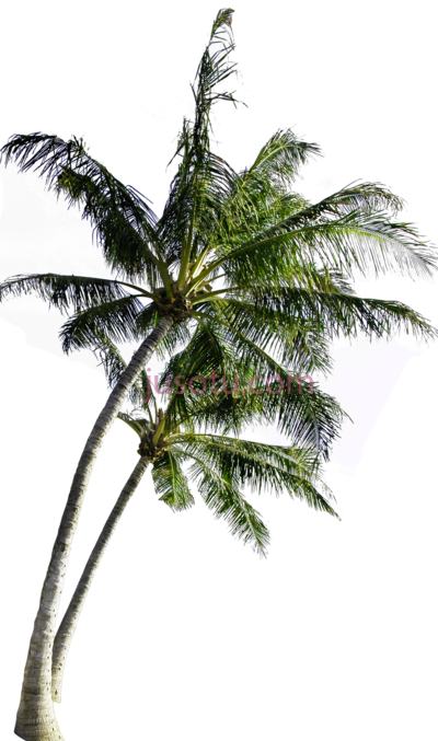椰子,coconut PNG