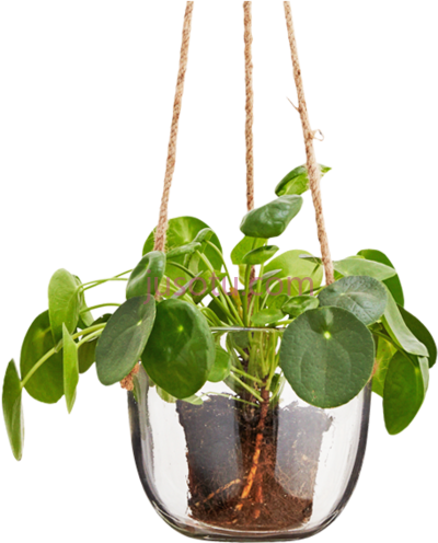吊挂玻璃花盆,hanging glass plant pot PNG