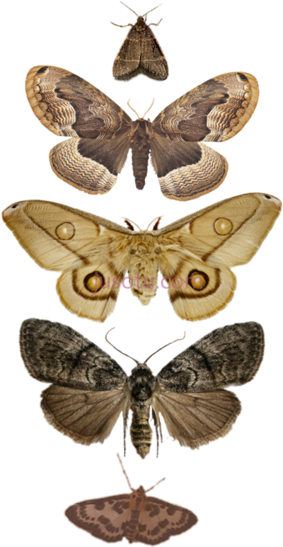 飞蛾,moths wings bugs PNG