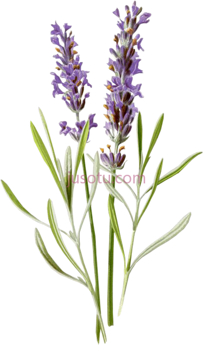 薰衣草花,lavanda flores morado vintage flower antiguo lavender botanical PNG