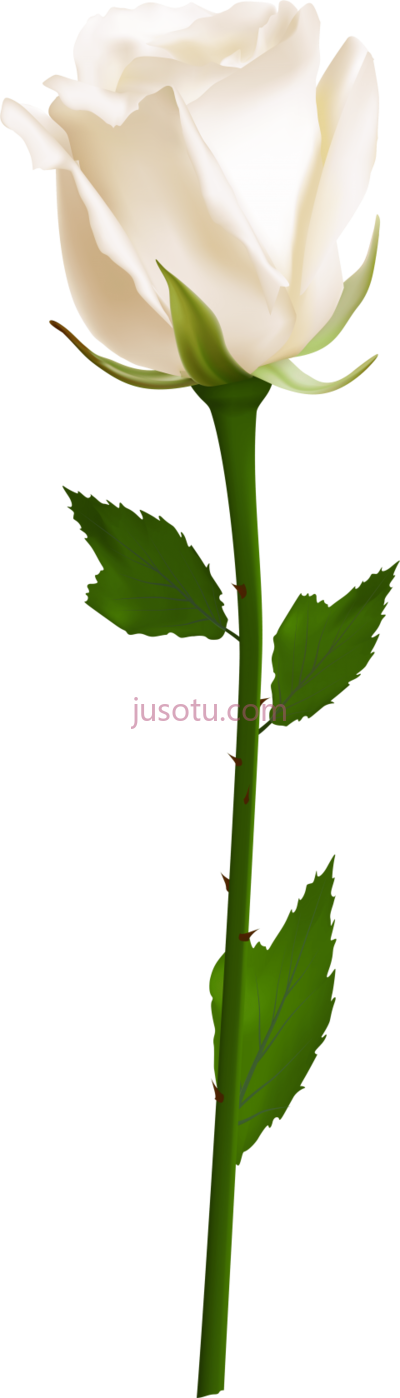 单瓣白玫瑰,single white rose PNG