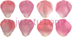 玫瑰花瓣PNG