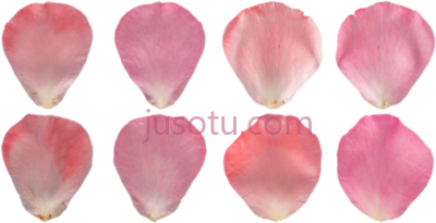 玫瑰花瓣,flower petals rose PNG