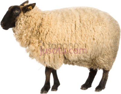 羊,real sheep PNG