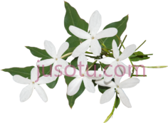 茉莉PNG