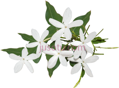 茉莉,best jasmine ideas PNG