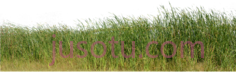 自然绿色植物草PNG