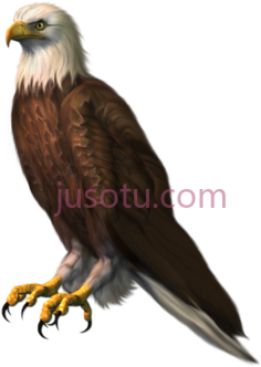 老鹰PNG