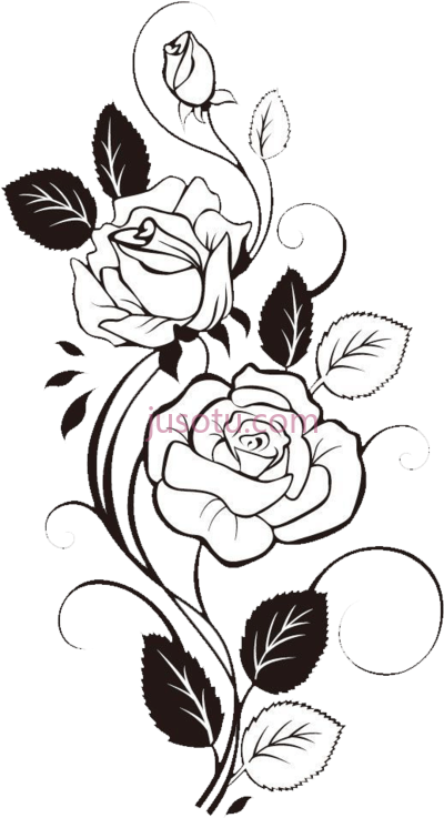 玫瑰,rose PNG