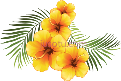 热带黄芙蓉,yellow hibiscus tropical PNG