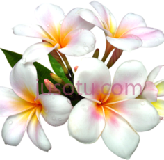 白花PNG
