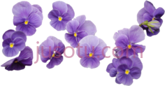 紫色花束PNG