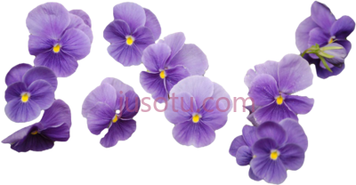 紫色花束,heart it purple bouquet PNG