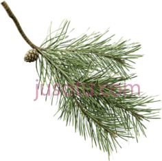 冷杉枝PNG