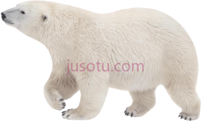 北极白熊,polar white bear PNG