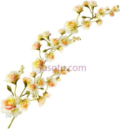 绿蔷薇,plant ya rosa glauca PNG