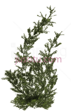 植物PNG