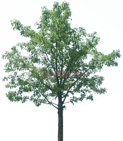 树,tree PNG
