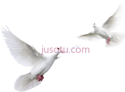 白鸽,pigeon white doves PNG