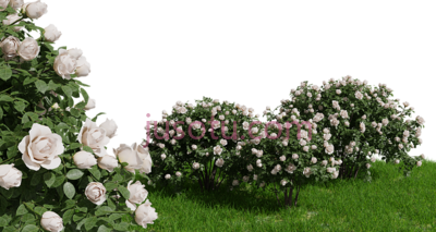 蔷薇花,rose bush floribunda PNG
