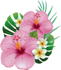 夏威夷树, PNG