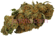 大麻PNG
