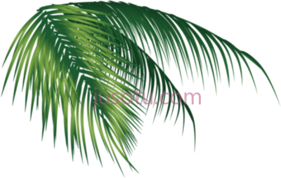 椰子树,coconut tree PNG