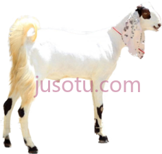 巴基斯坦山羊PNG