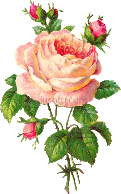 粉红花玫瑰,pink flower vintage PNG