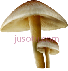 蘑菇PNG