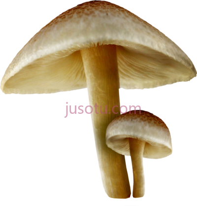 蘑菇,mushroom PNG