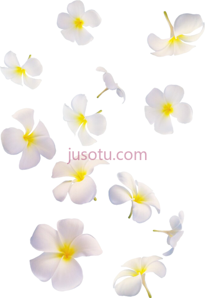花飘落,white flolwers falling many PNG