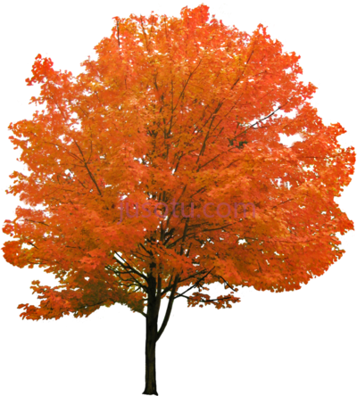 秋红枫,cutout autumn red maple PNG
