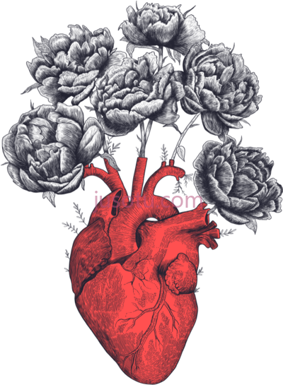 心脏解剖,peonies anatomical pencil PNG