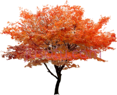 枫树PNG