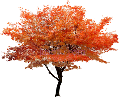 枫树,maple tree PNG