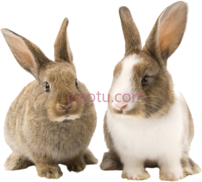 兔子,rabbit bunny bunnies PNG