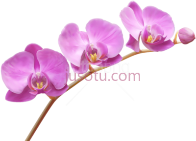 兰花,orchids flower PNG
