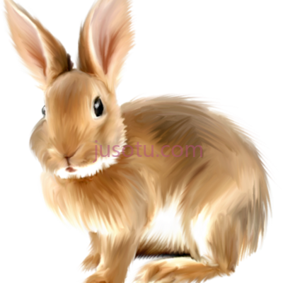 兔子,bunnies rabbit PNG