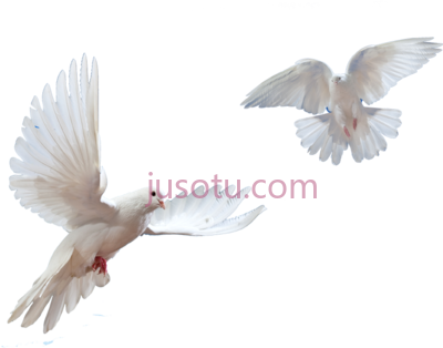 飞鸽,flying doves PNG