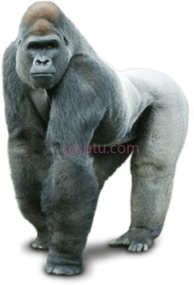 大猩猩,gorilla PNG