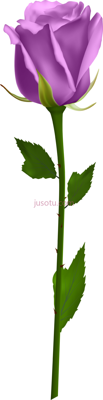紫色玫瑰,purple orange morning flowers blue PNG