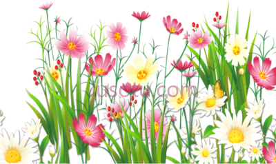 花,flowers PNG