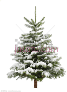 松树圣诞雪PNG