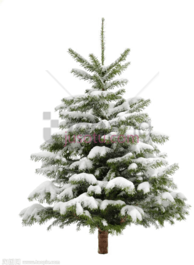 松树圣诞雪,pine christmas snow PNG